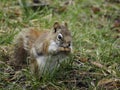 American red squirrel eating in the grass, Ontario, Canada