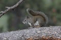 American red squirrel (Tamiasciurus hudsonicus) Royalty Free Stock Photo