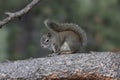 American red squirrel (Tamiasciurus hudsonicus)