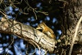 American red squirrel (Tamiasciurus hudsonicus)