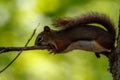 American Red Squirrel Tamiasciurus hudsonicus laying on a tree limb taking a nap. Royalty Free Stock Photo