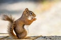 American Red Squirrel enjoys a snack on a wood plank deck Royalty Free Stock Photo