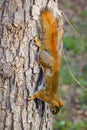 American Red Squirrel Tamiasciurus hudsonicus stretched out on a tree trunk during spring.