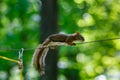 American Red Squirrel Tamiasciurus hudsonicus on a wire Royalty Free Stock Photo