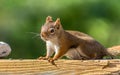 American Red Squirrel pauses briefly on a wood plank Royalty Free Stock Photo