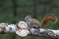 American Red Squirrel Walking on a Tree branch