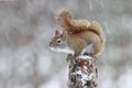 American Red Squirrel in a Winter Snow Storm Royalty Free Stock Photo