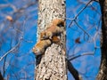 American red squirrels matting