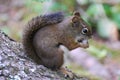 American Red Squirrrel feeding Royalty Free Stock Photo