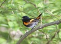 American Redstart