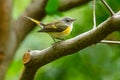 American Redstart - Setophaga ruticilla