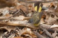 American Redstart - Setophaga ruticilla