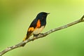 American redstart, Setophaga ruticilla, New World warbler from Mexico. Tanager in the nature habitat. Birdwatching in South Americ