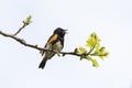American Redstart Setophaga ruticilla Royalty Free Stock Photo