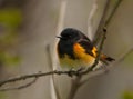 American Redstart