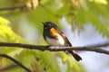 American Redstart Warbler