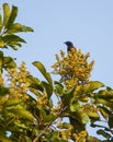 American Redstart on yellow flowers