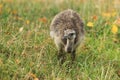 American rhea juvenile Royalty Free Stock Photo