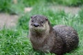 American river otter Royalty Free Stock Photo