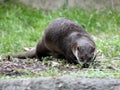 River otter playing in the grass