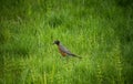 American robbin enjoying  an evening snack Royalty Free Stock Photo