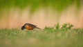 American robbin surveys the landscape  in search of food Royalty Free Stock Photo