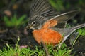 American robin Royalty Free Stock Photo