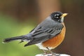 American Robin Royalty Free Stock Photo