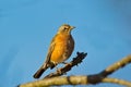 American Robin Royalty Free Stock Photo