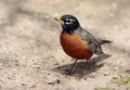 American Robin Royalty Free Stock Photo