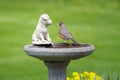 American robin Royalty Free Stock Photo