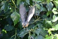 American Robin  with Blue Berry in beak Royalty Free Stock Photo