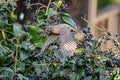 American Robin Flying with Berry in Bill Royalty Free Stock Photo