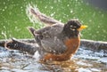 American Robin Bathing in a Bird Bath