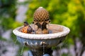 American Robin Bathing in Garden Water Fountain