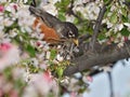 American Robin