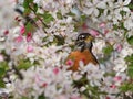 American Robin