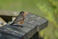 American Robin with berry