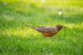 American Robin Bird with Grub in its Beak in the Grass Royalty Free Stock Photo