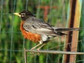 American Robin Bird on a Metal Fence in Spring