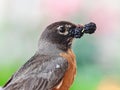 American Robin Bird with Mulberry in its Beak Royalty Free Stock Photo