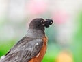 American Robin Bird with Mulberry in its Beak Royalty Free Stock Photo