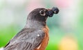 American Robin Bird with Mulberry in its Beak Royalty Free Stock Photo