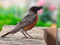 American Robin Bird with Mulberry in its Beak Royalty Free Stock Photo