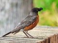 American Robin Bird with Mulberry in its Beak Royalty Free Stock Photo