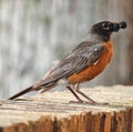 American Robin Bird with Mulberry in its Beak Royalty Free Stock Photo