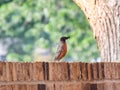 American Robin Bird with Mulberry in its Beak Royalty Free Stock Photo