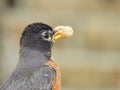 American Robin Bird with Mulberry in its Beak Royalty Free Stock Photo