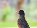 American Robin Bird with Mulberry in its Beak Royalty Free Stock Photo