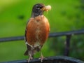 American Robin Bird with Mulberry in its Beak Royalty Free Stock Photo